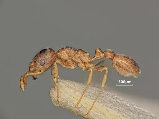 Cardiocondyla rolandi specimen ANTWEB1048533 image antweb1048533_4