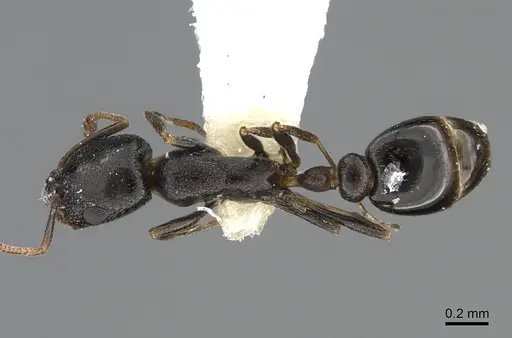 Cardiocondyla rugulosa specimen ANTWEB1041915 image antweb1041915_1