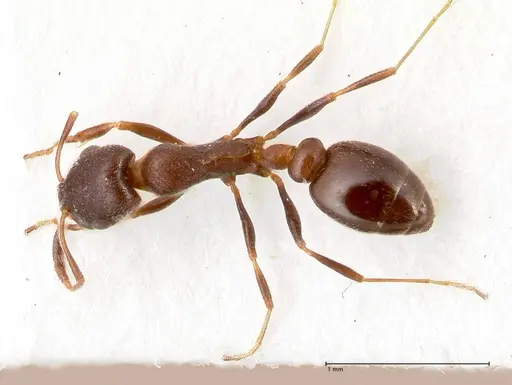 Cardiocondyla rugulosa specimen FOCOL0731 image focol0731_1