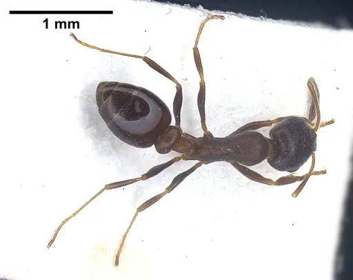Cardiocondyla rugulosa specimen FOCOL0731 image focol0731_2
