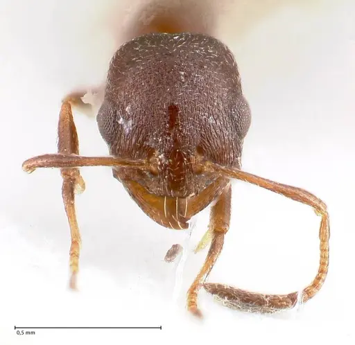Cardiocondyla rugulosa specimen FOCOL0731 image focol0731_3