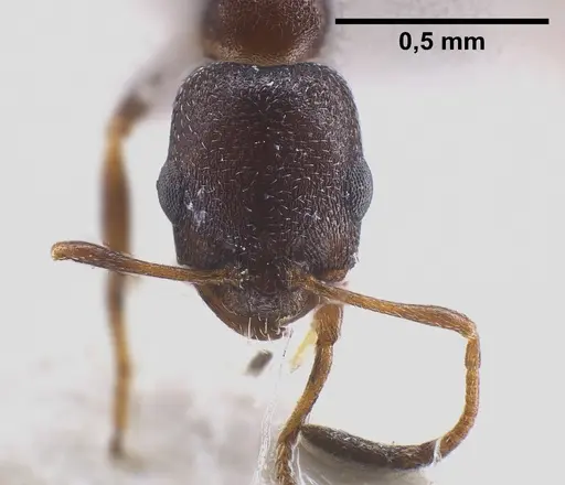 Cardiocondyla rugulosa specimen FOCOL0731 image focol0731_4