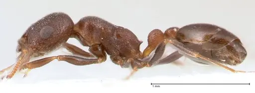 Cardiocondyla rugulosa specimen FOCOL0731 image focol0731_5