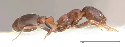 Cardiocondyla rugulosa specimen FOCOL0731 image focol0731_6