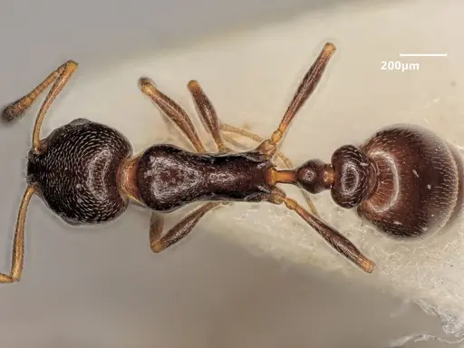 Cardiocondyla sahlbergi specimen ANTWEB1048534 image antweb1048534_1