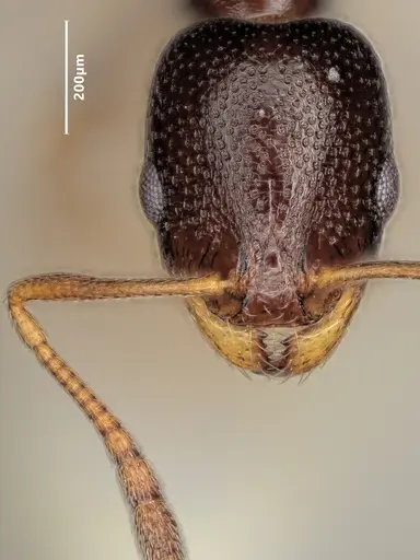 Cardiocondyla sahlbergi specimen ANTWEB1048534 image antweb1048534_3
