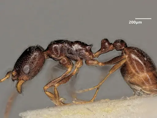 Cardiocondyla sahlbergi specimen ANTWEB1048534 image antweb1048534_4