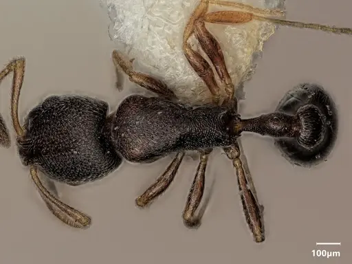 Cardiocondyla schulzi specimen ANTWEB1048535 image antweb1048535_1