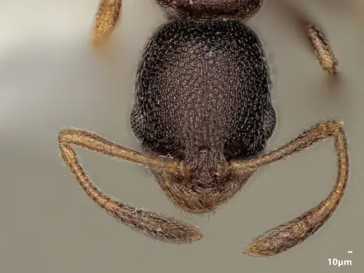 Cardiocondyla schulzi specimen ANTWEB1048535 image antweb1048535_3