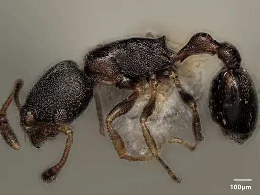 Cardiocondyla schulzi specimen ANTWEB1048535 image antweb1048535_4