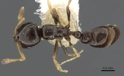 Cardiocondyla sekhemka specimen CASENT0901749 image casent0901749_1