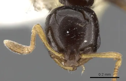 Cardiocondyla sekhemka specimen CASENT0901749 image casent0901749_2