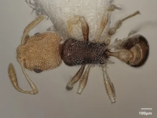 Cardiocondyla semiargentea specimen ANTWEB1048536 image antweb1048536_1