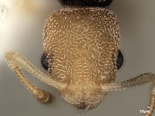 Cardiocondyla semiargentea specimen ANTWEB1048536 image antweb1048536_2