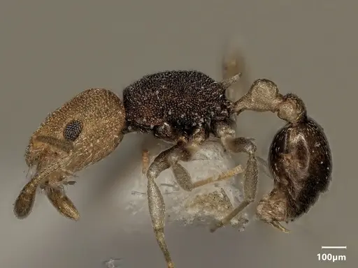 Cardiocondyla semiargentea specimen ANTWEB1048536 image antweb1048536_4
