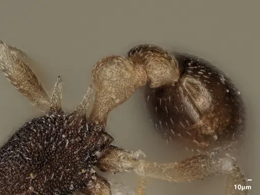 Cardiocondyla semiargentea specimen ANTWEB1048536 image antweb1048536_5