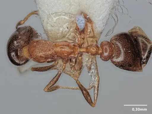 Cardiocondyla semirubra specimen ANTWEB1048537 image antweb1048537_1