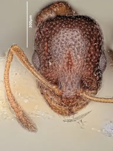 Cardiocondyla semirubra specimen ANTWEB1048537 image antweb1048537_2