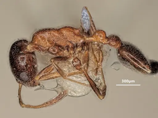 Cardiocondyla semirubra specimen ANTWEB1048537 image antweb1048537_4