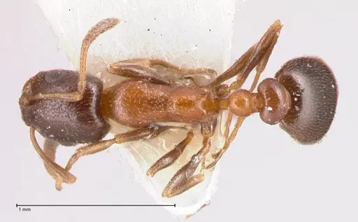 Cardiocondyla semirubra specimen FOCOL0727 image focol0727_1