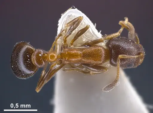 Cardiocondyla semirubra specimen FOCOL0727 image focol0727_2