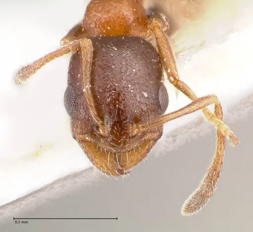 Cardiocondyla semirubra specimen FOCOL0727 image focol0727_3