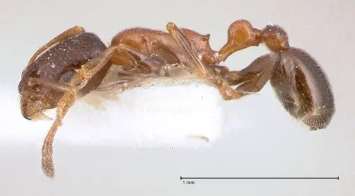 Cardiocondyla semirubra specimen FOCOL0727 image focol0727_5