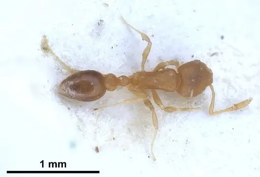 Cardiocondyla shagrinata specimen ANTWEB1041251 image antweb1041251_1