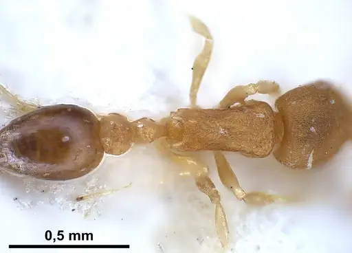 Cardiocondyla shagrinata specimen ANTWEB1041251 image antweb1041251_2