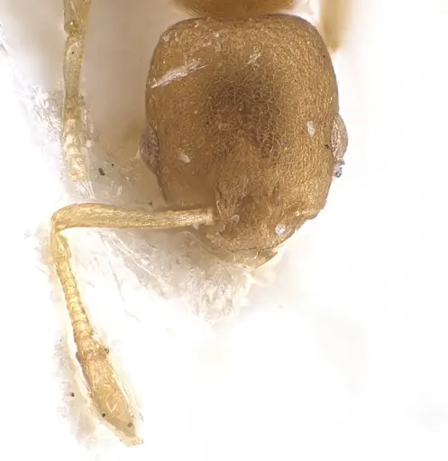 Cardiocondyla shagrinata specimen ANTWEB1041251 image antweb1041251_3
