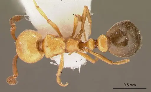 Cardiocondyla shuckardi specimen ANTWEB1008124 image antweb1008124_1