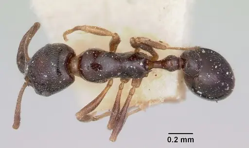Cardiocondyla shuckardi specimen CASENT0101218 image casent0101218_1