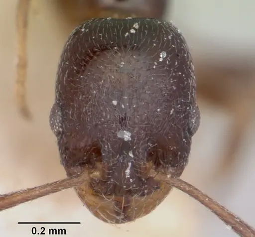 Cardiocondyla shuckardi specimen CASENT0101218 image casent0101218_2