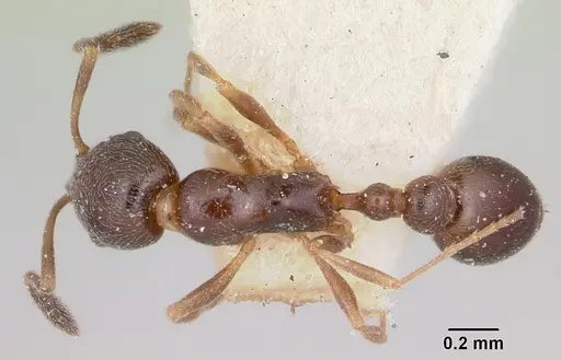 Cardiocondyla shuckardi specimen CASENT0101219 image casent0101219_1