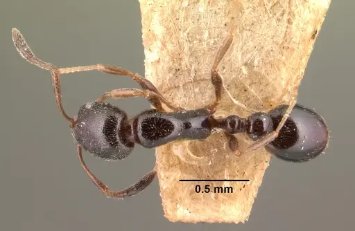 Cardiocondyla shuckardi specimen CASENT0101461 image casent0101461_1