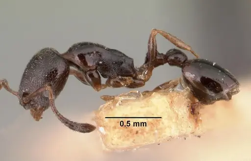 Cardiocondyla shuckardi specimen CASENT0101461 image casent0101461_3