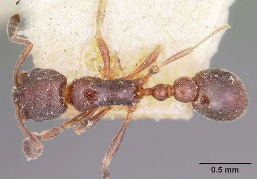 Cardiocondyla shuckardi specimen CASENT0101678 image casent0101678_1