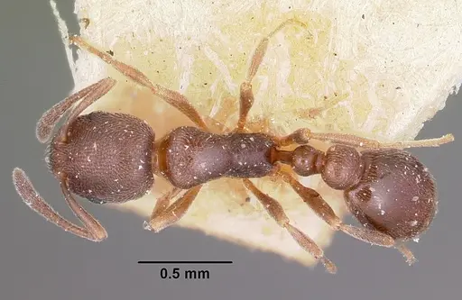 Cardiocondyla shuckardi specimen CASENT0101891 image casent0101891_1