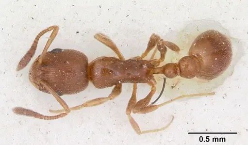 Cardiocondyla shuckardi specimen CASENT0172818 image casent0172818_1