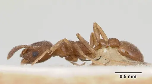 Cardiocondyla shuckardi specimen CASENT0172818 image casent0172818_3