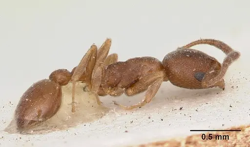 Cardiocondyla shuckardi specimen CASENT0172818 image casent0172818_4