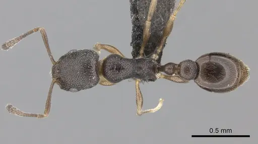 Cardiocondyla shuckardi specimen CASENT0235862 image casent0235862_1