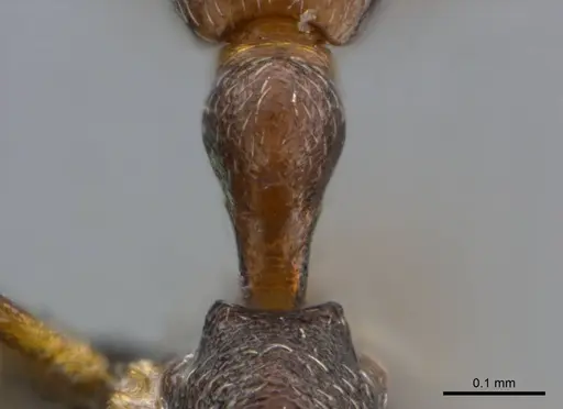 Cardiocondyla shuckardi specimen CASENT0235862 image casent0235862_2