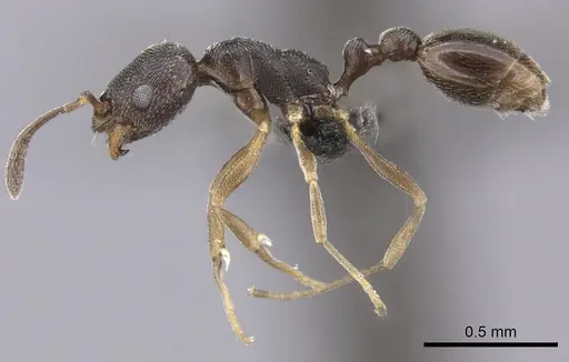 Cardiocondyla shuckardi specimen CASENT0235862 image casent0235862_5