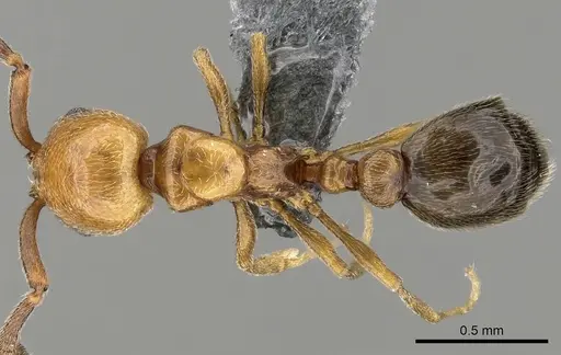 Cardiocondyla shuckardi specimen CASENT0280594 image casent0280594_1