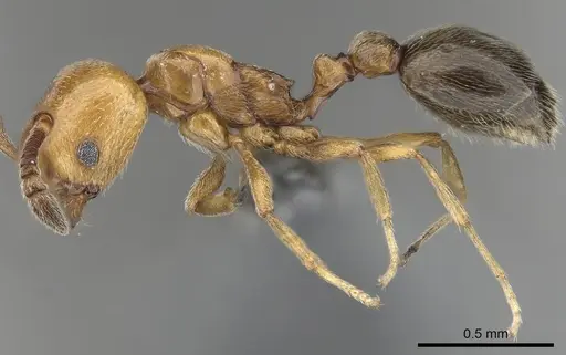 Cardiocondyla shuckardi specimen CASENT0280594 image casent0280594_4