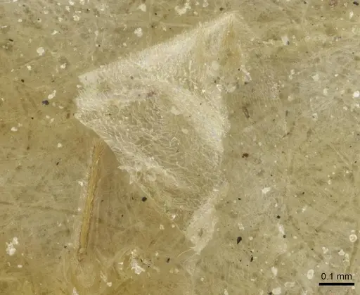 Cardiocondyla shuckardi specimen CASENT0912881 image casent0912881_1