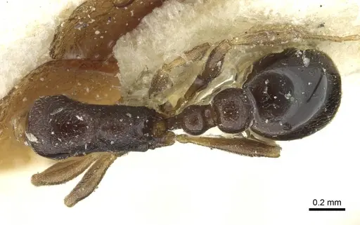 Cardiocondyla shuckardi specimen CASENT0912882 image casent0912882_1