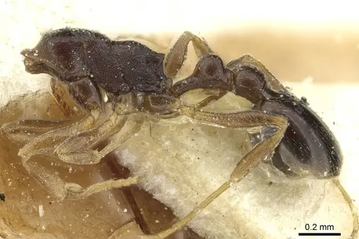 Cardiocondyla shuckardi specimen CASENT0912882 image casent0912882_2