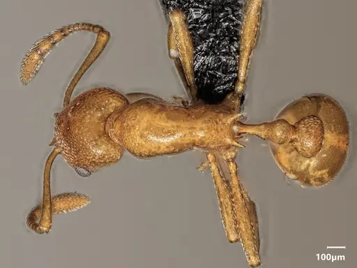 Cardiocondyla sima specimen ANTWEB1048538 image antweb1048538_1